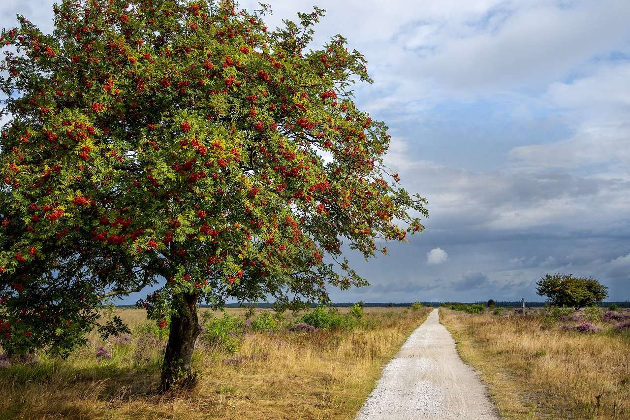 Fietsen Drenthe