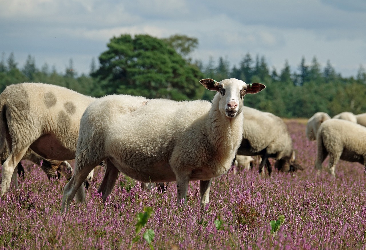 Fietsen Drenthe