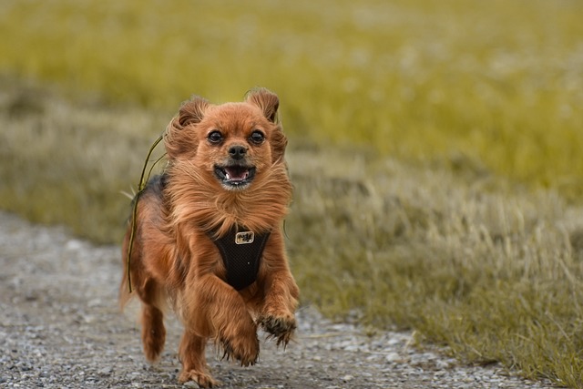 Groetjes uit Drenthe, hond mee